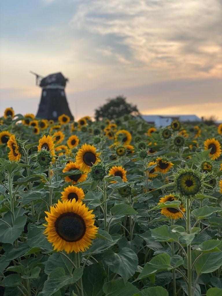 Ferienwohnung-Wildblume Petersdorf auf Fehmarn Dış mekan fotoğraf